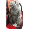 Used BANDAI Monster King Series Godzilla 2023 Soft Vinyl