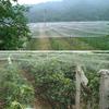 Anti Bird Protection Net Mesh Garden Plant Net Nylon Garden Netting Mesh Agricultural fence Gardening net Fishpond bird net