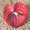 Anthurium Andraeanum Linden Fake Flower For Home Decor And Props Photography