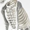 Event Party Decoration Animal Skeleton Skeleton Decoration Props