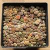 Rare Lithops Succulent Pot: Diverse Colors & Varieties