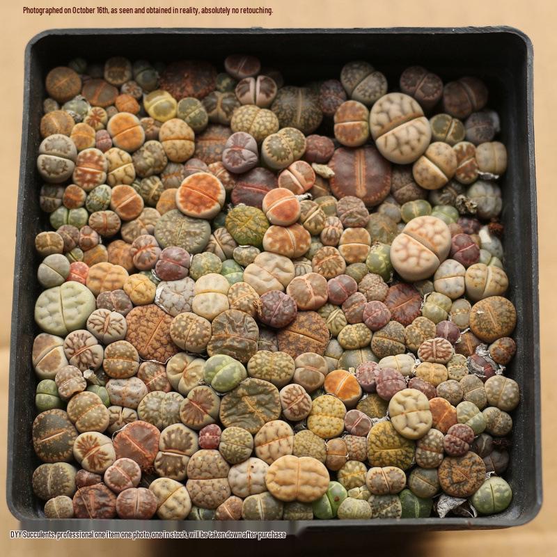 Rare Lithops Succulent Pot: Diverse Colors & Varieties