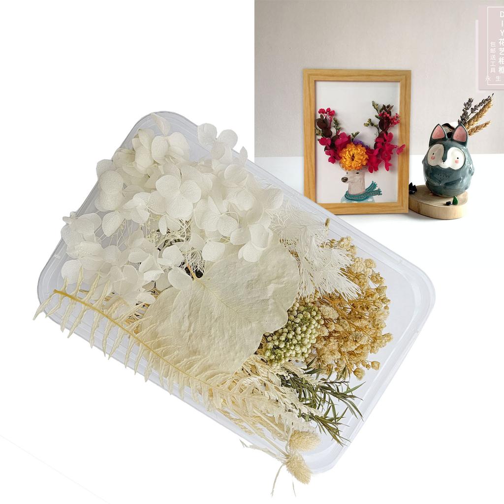 Getrocknete Blumen, exquisite, schöne, umweltfreundliche, farbige Trockenblumen für die Heimdekoration