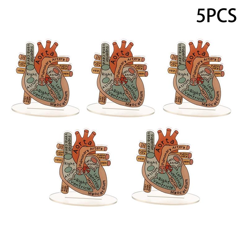 2D Heart Anatomy Acrylic Model - Educational And Decorative Teaching Tool For Home Office Classroom Clinic Medical Office
