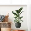 Green Plant Sticker Potted Plant Wall Sticker Home Shopping Mall Window Decoration Sticker Pvc Self-Adhesive Waterproof Customizable Pattern