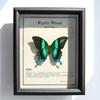 European & American Style Retro Real Butterfly Specimen Display: Glass Photo Frame for Tabletop Decor with Small Pets, Cats, & Reptiles