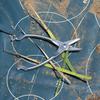 Dulton Botany Pruning Scissors A stylish stainless steel design that even plants will BOTANY pruning shears for branch and plant Length Width S love.