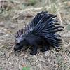 Oenux Wild Boar Tapirus Indicus Porcupine Animals Simulation Model Action Figures Figurine Educational Collection Kids Toy Gift