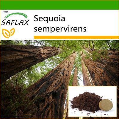 Kust Sequoia - 50 zaden - Met potgrond voor betere kweek - Sequoia sempervirens
