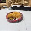 Dog Plush Sleep Toy Model Ornament Make Sound Lifelike Simulation Doll Gift
