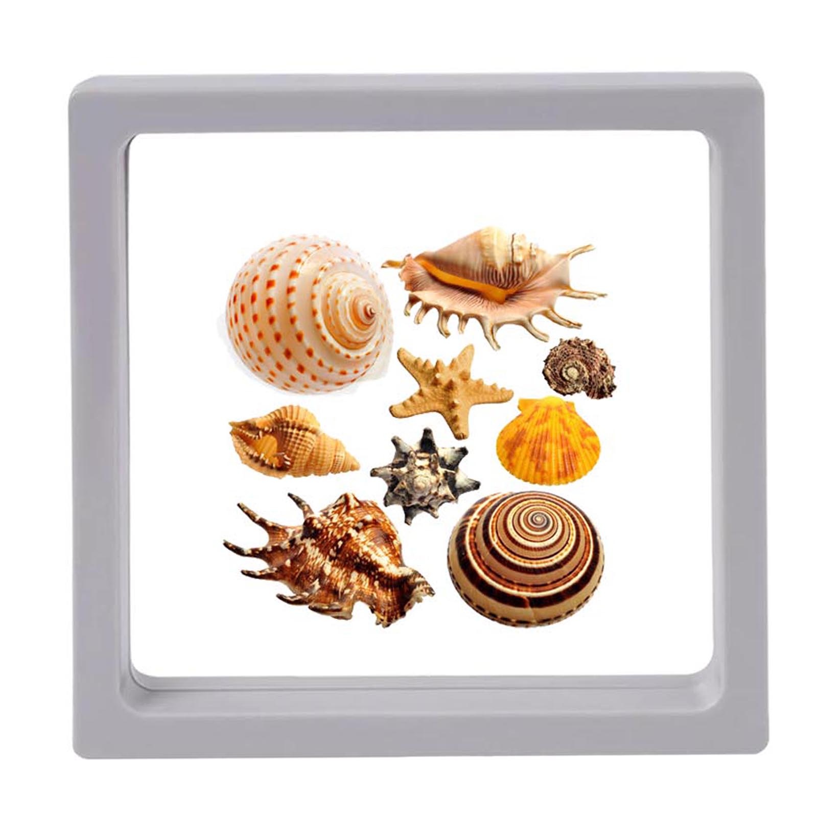 3D Floating Seashell Display Box Small Craft Organizers Display Case for Home Display Cabinet Showcase