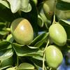 NEAL'S YARD REMEDIES Jojoba Oil (Base Oil/Carrier Oil) 100ml (x 1)