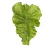 Artificial Lettuce Leaf for Display and Decoration - Large Fake Vegetable and Fruit Model