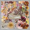 50 Dried Plant Fun Transparent Stickers for Guitar, Water Bottle, Speaker