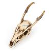 Imitation Wild Goat Skull Desktop Ornaments Home Interior Decor for Creative Model for Home Indoor Desktop Decoration Art Crafts