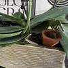 1Pc Self-Watering Stake Terracotta Automatic Plant Waterer Device Auto-Water Irrigation System Seepage Device For Indoor/Outdoor