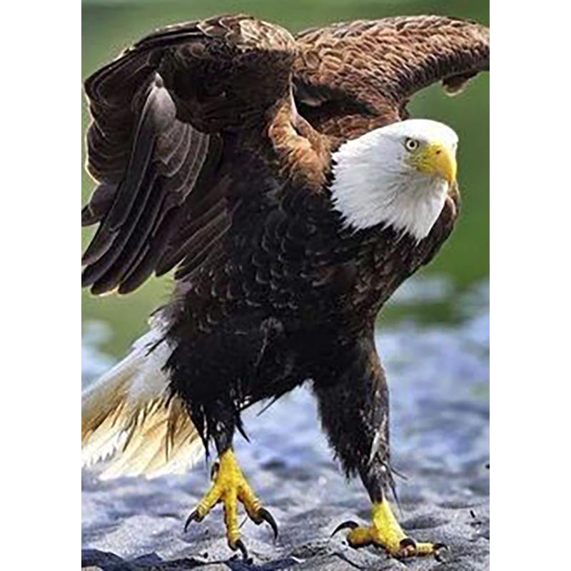 5D Diamond Painting Full Round Drill Owl Eagle Cross Stitch Animals Rhinestones Mosaic Diamond Embroidery Wall Art Home Decor