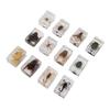 12 Pcs Real Bug Specimens Transparent Resin Science Education Classroom Bug Specimen Sample
