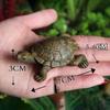 Turtle Figurine Animal Miniature Figures Decoration Animal Statue Resin Craft