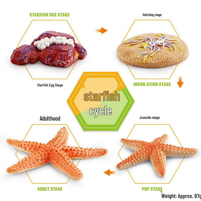 Animal Growth Cycle Models: Chicken, Duck, Goose, Butterfly, Turtle, Frog Montessori Teaching Figurines