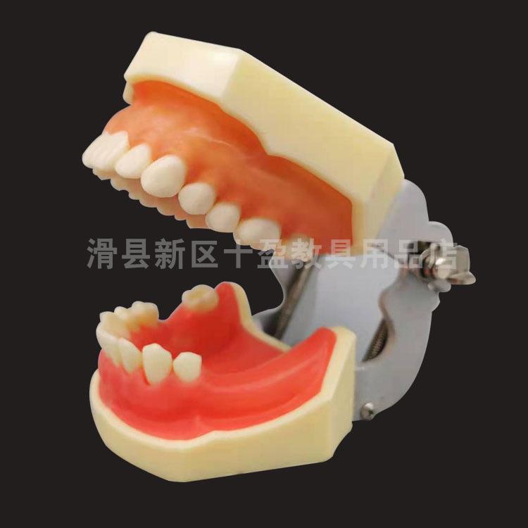 Half-Mouth Dental Implant Model with Replaceable Teeth for Oral Teaching Shiying Size