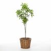 Plastic Artificial Green Planting Green Fake Branches Realistic Artificial Pachira Aquatica  Home