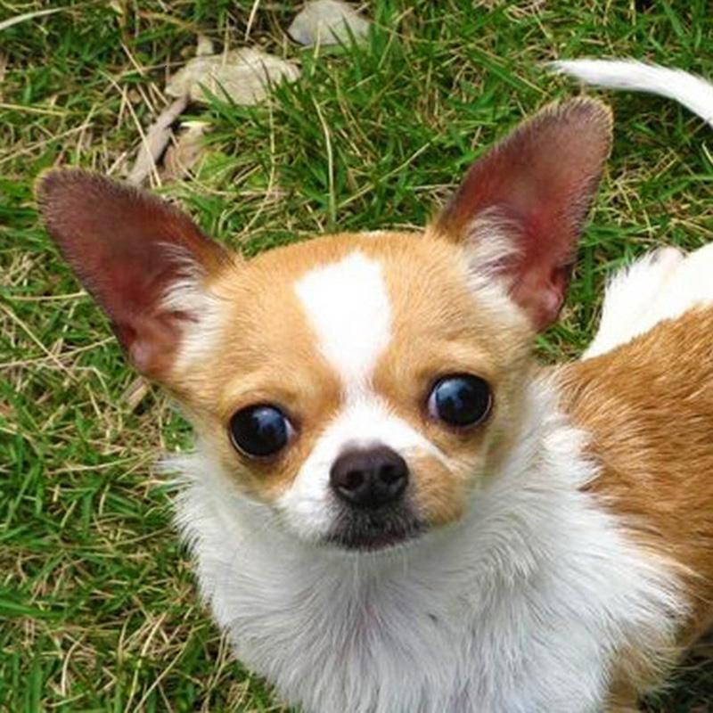 

5D DIY Алмазная картина Собака Полная дрель Квадратная алмазная вышивка Животное Вышивка Бисером Мозаика Искусство Ручной Работы Подарок Full Round 40x40CM