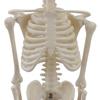 45cm Human Skeletal Model for Medical Teaching and Education