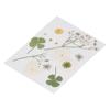 Dried Pressed Flowers DIY Handcraft Flower Bookmark Natural Flowers Phone Cases Pressed Flowers Dry Flower Plant