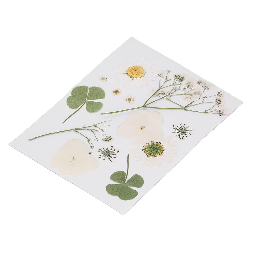 Dried Pressed Flowers DIY Handcraft Flower Bookmark Natural Flowers Phone Cases Pressed Flowers Dry Flower Plant