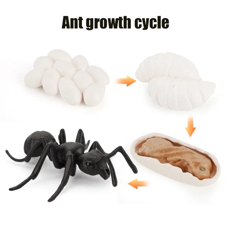 Animal Life Cycle Board Children Toys Montessori Teaching Aids Plant Animal Growth Cycle Model Set Preschool Cognitive Toys