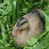 Schwimmende Entenkoje Scarer Jagd Vogel Lockvogel Ornament Kreative Tier Ornamente
