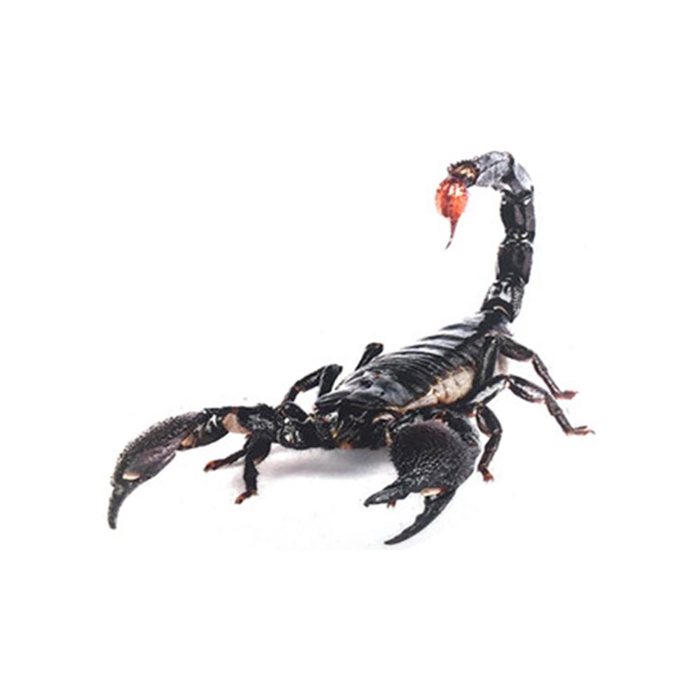 3D Spider Gecko Scorpions Wall Sticker of Animals Vinyl Wall Decal for Home Cars Auto Motorcycle Cover Scratches Decor