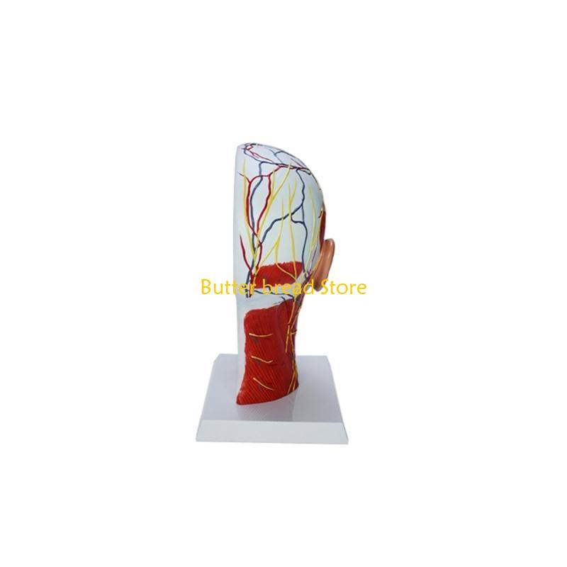 W89C Human Half Head Model Teaching Aid Neurovascular Musculature Model China Mainland