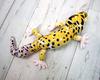 Take Off Animania Leopard Gecko Plush Toy [with Music Box]