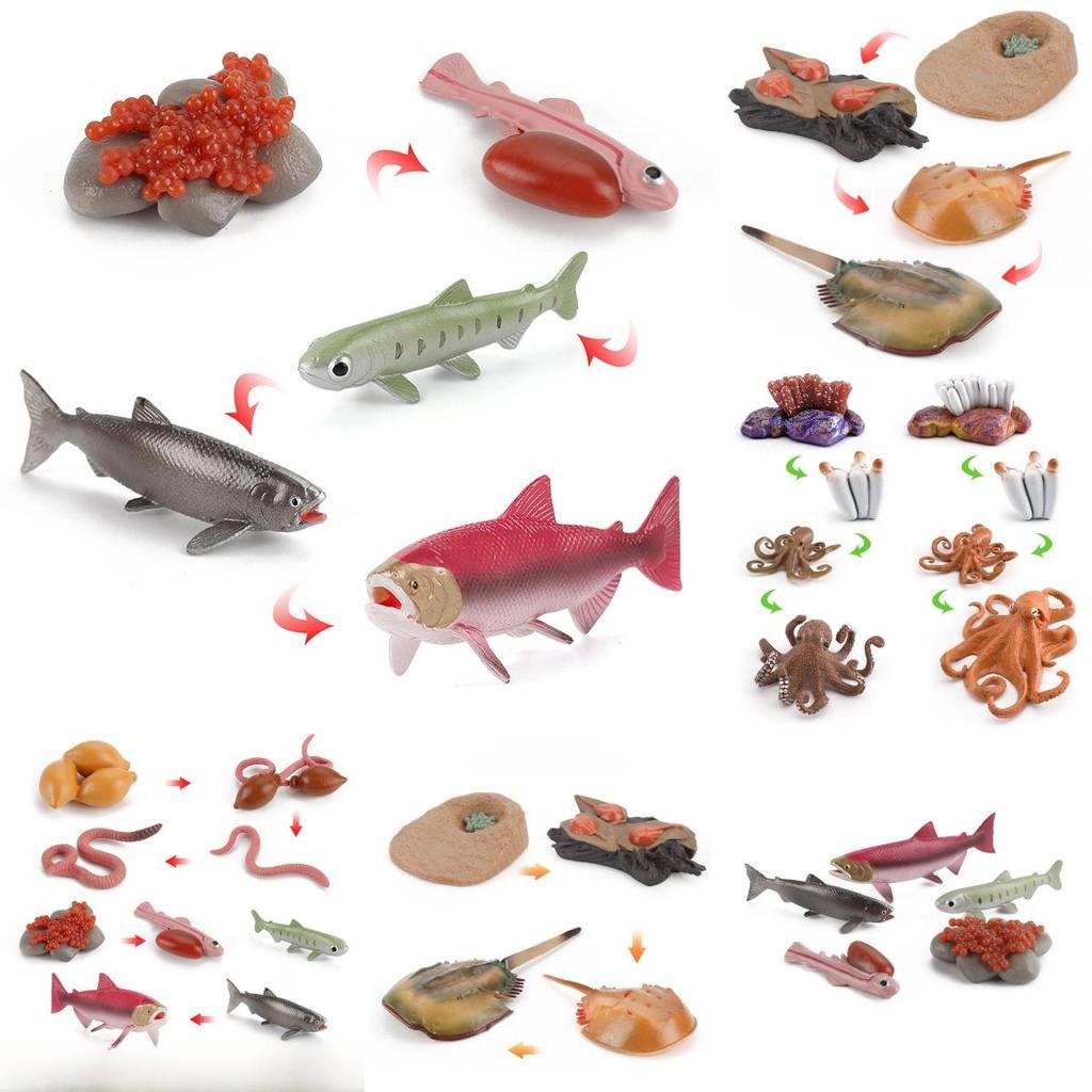 Childrens Educational Animal And Insect Growth Cycle Pvc Earthworm Octopus Model Set For Kids Learning And Activities