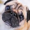 5D DIY Diamond Painting Dog Diamond Embroidery Animal Scenery Cross Stitch Full Round Drill Home Decor Manual Art Gift
