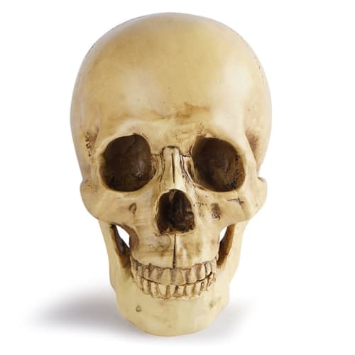 CHASO Skull Decor Halloween Horror Skull Realistic Figure Cosplay Figurine Skeleton Prank Human Skull Model Haunted House Skull Life-Size