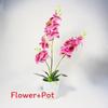 Phalaenopsis Potted Plant Ornament For Office Desk And Living Room Decor