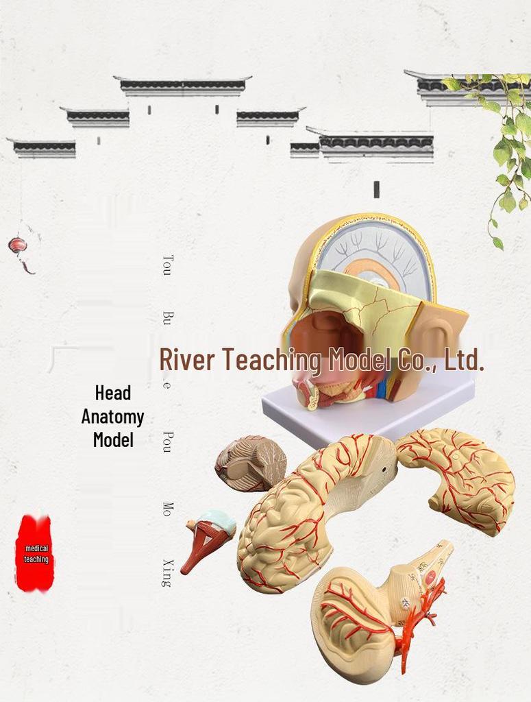 Natural Size Head Anatomy Model with Cerebral Arteries, 4-Part Mid-Sagittal Brain Section