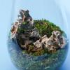 1 Stück 4-6cm Natürlicher Aquariendekor Stein Felsengarten Landschaftsgestaltung Fischbecken Mikroporöser Stein Gut für Pflanzenwachstum