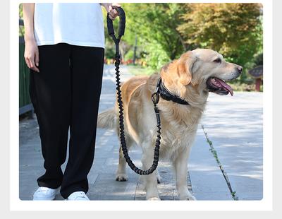 Köpek – Köpek Tasmaları ve Tasma Kayışları