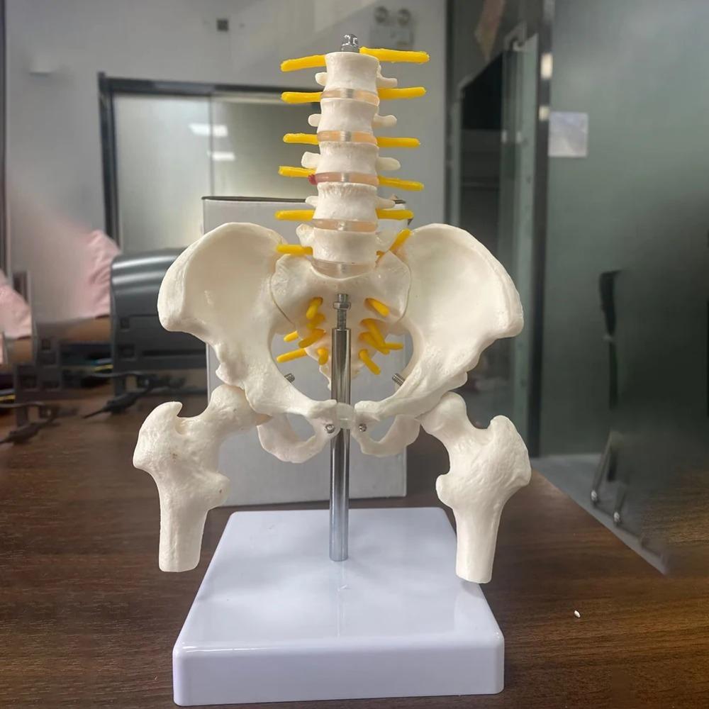 1 buc PVC Pelvis Uman Cu Cinci Vertebre Lombare și Model Femur Ortopedie Coloană Vertebrală Model Coloană Vertebrală Anatomie Schelet