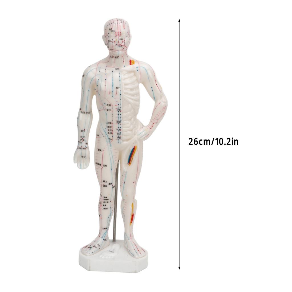 Human Body Acupuncture Model Professional Portable Meridian Points Model for Science Class Education 10.2in