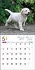 Calendrier 2024 Labrador Retriever (Calendrier Seibundo Shinkosha)