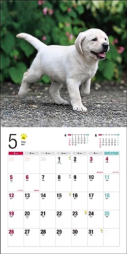 Calendrier 2024 Labrador Retriever (Calendrier Seibundo Shinkosha)