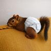 Absorbent Squirrel Physiological Underwear Breathable Groundhog Briefs Period Panties  Incontinence