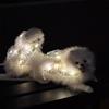 Dog Fairy Wings Light Up Butterfly Wings Pet Costume Embroidered Butterfly Wings with Lights for Parties