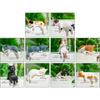 Cats Figurine Computer Monitor Decors Creative Car Accessories,Mascots Crafts Animal Collectible Figurine Home Decors