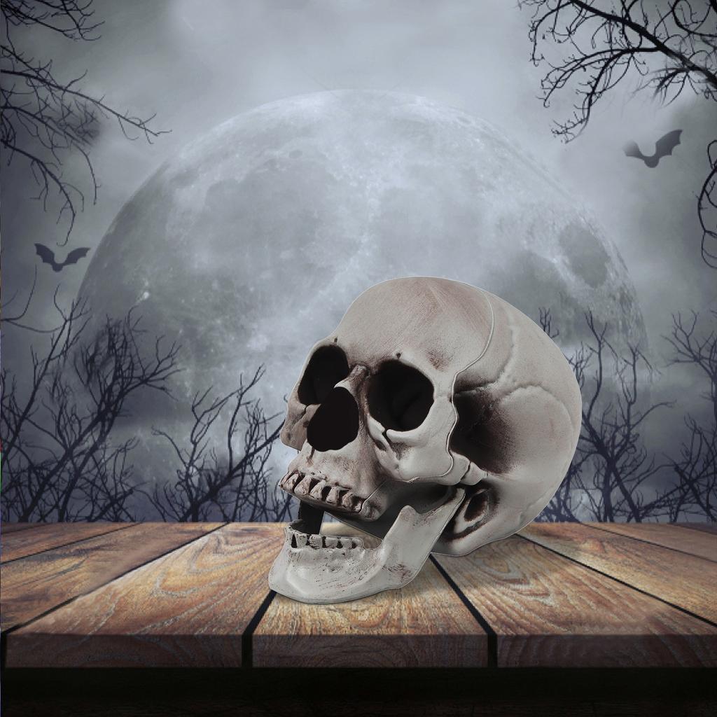 Halloweenské rekvizity lebky ve velkých, středních a malých velikostech, Escape Room, Dekorační předměty a rekvizity pro strašidelný dům